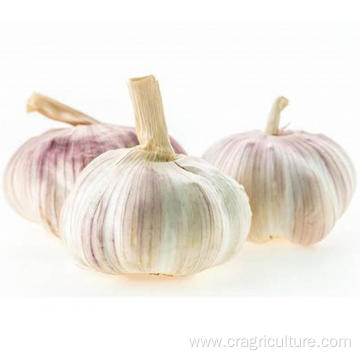 Export 5.5cm Dried Red Garlic Price